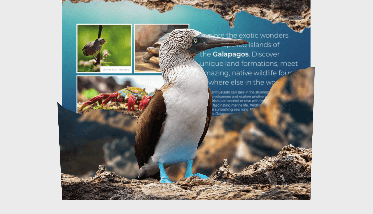 Die-cut flap for Galapagos Direct Mailer